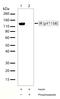 Insulin Receptor antibody, 701070, Invitrogen Antibodies, Western Blot image 
