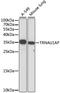 TRNA Selenocysteine 1 Associated Protein 1 antibody, LS-C750429, Lifespan Biosciences, Western Blot image 