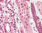 STEAP Family Member 1 antibody, 48-100, ProSci, Immunohistochemistry frozen image 