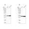 Tubulin Folding Cofactor B antibody, NBP1-85671, Novus Biologicals, Western Blot image 