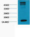 Histone H3 antibody, STJ96994, St John