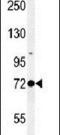 Prospero Homeobox 1 antibody, PA5-26170, Invitrogen Antibodies, Western Blot image 