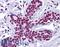 Zinc Finger And SCAN Domain Containing 4 antibody, LS-B5074, Lifespan Biosciences, Immunohistochemistry frozen image 
