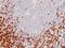 CD5 Molecule antibody, GTX34524, GeneTex, Immunohistochemistry paraffin image 