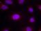 Cycb1 antibody, GTX50351, GeneTex, Immunocytochemistry image 