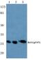 BCL2 Like 1 antibody, PA5-36743, Invitrogen Antibodies, Western Blot image 