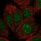 NmrA Like Redox Sensor 1 antibody, PA5-59530, Invitrogen Antibodies, Immunofluorescence image 