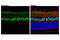 Secretagogin, EF-Hand Calcium Binding Protein antibody, 14037T, Cell Signaling Technology, Flow Cytometry image 