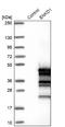 Uncharacterized protein C16orf48 antibody, NBP1-85147, Novus Biologicals, Western Blot image 