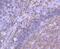 Major Histocompatibility Complex, Class II, DP Beta 1 antibody, A00487-2, Boster Biological Technology, Immunohistochemistry frozen image 