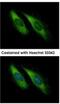 Unc-13 Homolog D antibody, NBP1-31072, Novus Biologicals, Immunocytochemistry image 