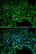Catenin Delta 1 antibody, A1641, ABclonal Technology, Immunofluorescence image 