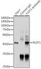 Flotillin 1 antibody, GTX54027, GeneTex, Immunoprecipitation image 