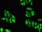 Histone Cluster 1 H2A Family Member M antibody, orb350509, Biorbyt, Immunocytochemistry image 