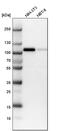 MCC Regulator Of WNT Signaling Pathway antibody, PA5-57934, Invitrogen Antibodies, Western Blot image 
