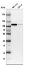 MCC Regulator Of WNT Signaling Pathway antibody, PA5-57934, Invitrogen Antibodies, Western Blot image 