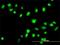 FA Complementation Group G antibody, H00002189-M01, Novus Biologicals, Immunocytochemistry image 
