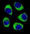 ADP/ATP translocase 3 antibody, PA5-35113, Invitrogen Antibodies, Immunofluorescence image 