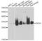 Hydroxyacylglutathione Hydrolase antibody, STJ28698, St John