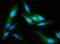 Gasdermin D antibody, M02842, Boster Biological Technology, Immunofluorescence image 