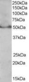 Peroxisome Proliferator Activated Receptor Delta antibody, GTX89687, GeneTex, Western Blot image 