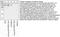 Ret Proto-Oncogene antibody, 44-277G, Invitrogen Antibodies, Western Blot image 