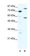 Myoneurin antibody, orb324459, Biorbyt, Western Blot image 