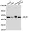 Cyclin E1 antibody, abx127116, Abbexa, Western Blot image 