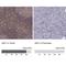 Vav Guanine Nucleotide Exchange Factor 1 antibody, NBP1-86867, Novus Biologicals, Immunohistochemistry paraffin image 