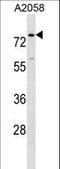 Breast Carcinoma Amplified Sequence 1 antibody, LS-C156758, Lifespan Biosciences, Western Blot image 