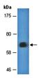 Heterochromatin Protein 1 Binding Protein 3 antibody, orb67240, Biorbyt, Western Blot image 
