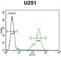 Secernin 1 antibody, abx032463, Abbexa, Western Blot image 