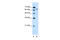 Solute Carrier Family 22 Member 3 antibody, 29-937, ProSci, Western Blot image 