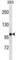 Potassium Voltage-Gated Channel Subfamily B Member 2 antibody, abx031079, Abbexa, Western Blot image 