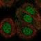 Tectonin Beta-Propeller Repeat Containing 2 antibody, NBP1-93642, Novus Biologicals, Immunofluorescence image 