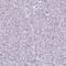 Chemokine-like factor superfamily member 5 antibody, PA5-62589, Invitrogen Antibodies, Immunohistochemistry paraffin image 