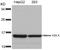 H2A Histone Family Member X antibody, AP02761PU-N, Origene, Western Blot image 