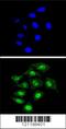 Core-Binding Factor Subunit Beta antibody, 62-530, ProSci, Immunofluorescence image 
