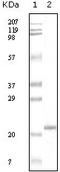 Apolipoprotein A5 antibody, 32-110, ProSci, Western Blot image 