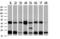 Mitogen-Activated Protein Kinase Kinase 1 antibody, LS-C338033, Lifespan Biosciences, Western Blot image 