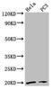 NADH:Ubiquinone Oxidoreductase Complex Assembly Factor 2 antibody, CSB-PA836643LA01HU, Cusabio, Western Blot image 