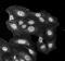 ER lumen protein retaining receptor antibody, orb67363, Biorbyt, Immunohistochemistry paraffin image 