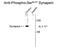 Synapsin I antibody, GTX82591, GeneTex, Western Blot image 