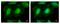 Eukaryotic Translation Initiation Factor 3 Subunit K antibody, LS-C185454, Lifespan Biosciences, Immunocytochemistry image 