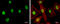 SUMO1 Activating Enzyme Subunit 1 antibody, GTX113602, GeneTex, Immunocytochemistry image 