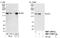 Stromal Antigen 2 antibody, NBP1-30473, Novus Biologicals, Western Blot image 