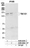 TBC1 Domain Family Member 1 antibody, A305-226A, Bethyl Labs, Immunoprecipitation image 