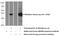 N-Terminal EF-Hand Calcium Binding Protein 2 antibody, 12257-1-AP, Proteintech Group, Western Blot image 