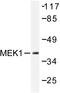 MEK1/2 antibody, AP06535PU-N, Origene, Western Blot image 
