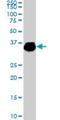 ELAV Like RNA Binding Protein 4 antibody, H00001996-M01, Novus Biologicals, Western Blot image 